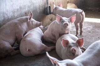 GIẢI PHÁP CHO BỆNH HÔ HẤP TRÊN HEO